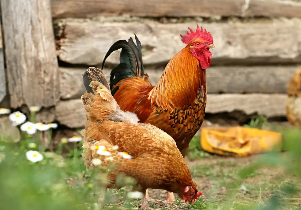 You are currently viewing Le fumier de poulet comme engrais dans votre jardin