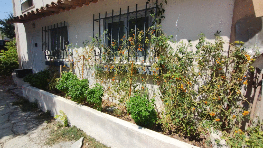Potager qui creve