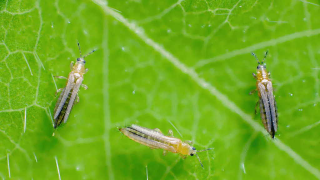 thrips