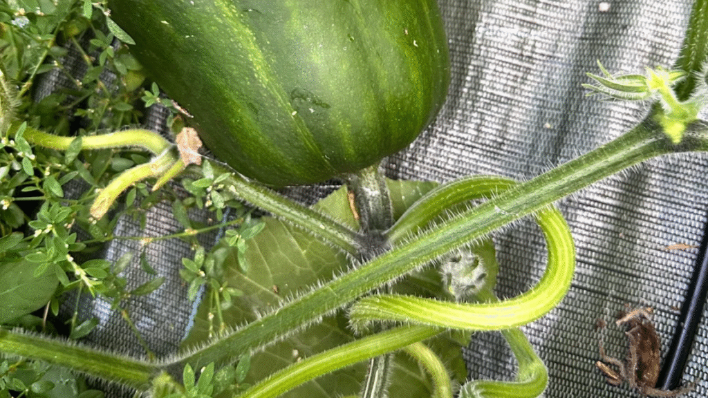 Courges toxiques