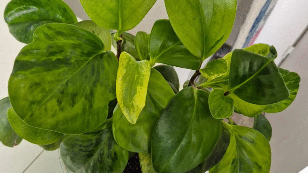 Peperomia qui meurt