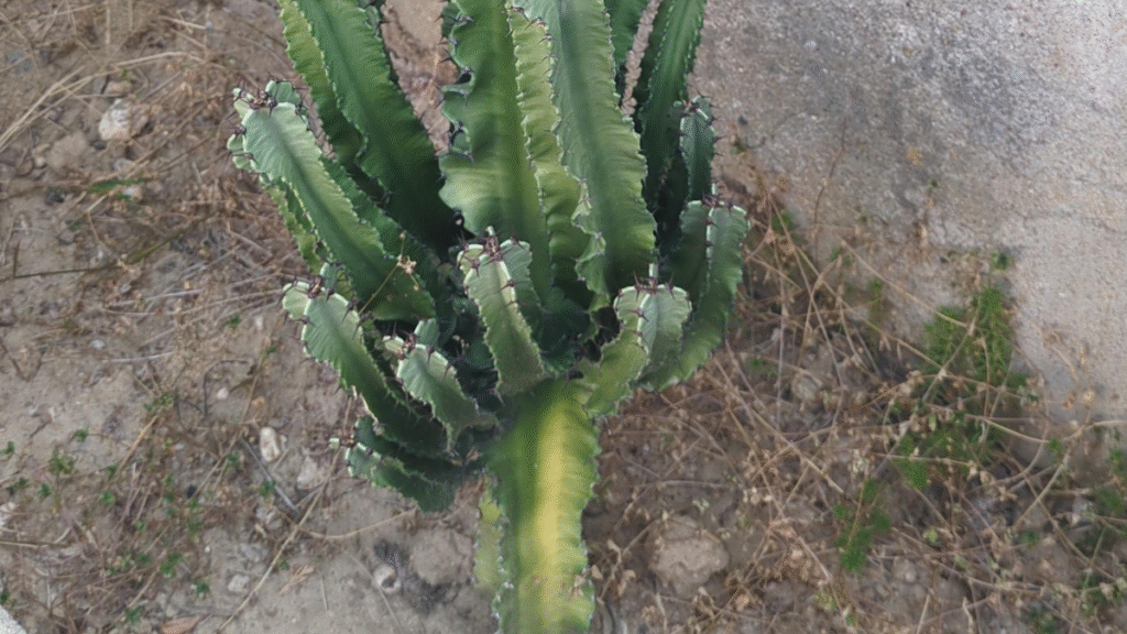 cactus jaunit