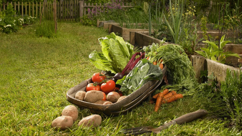 Vinted potager